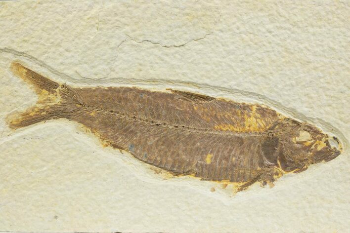 Detailed Fossil Fish (Knightia) - Wyoming #373683